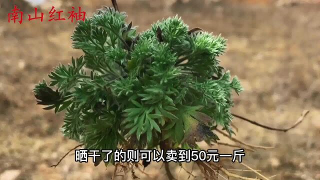 活了30年,今天才知道:茵陈不是“大白蒿”,好多人都挖错了