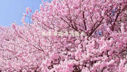 冬去春来！武汉的樱花又开了
