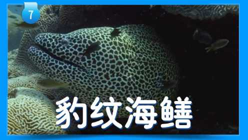 第18集 鱼类大百科2: 豹纹海鳝