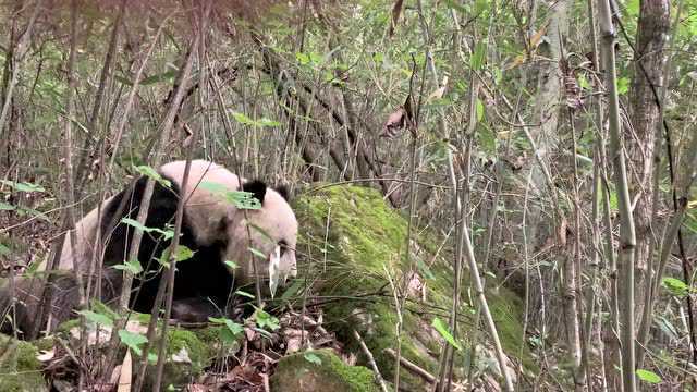 行知秦岭,西安学生在佛坪研学收获分享!