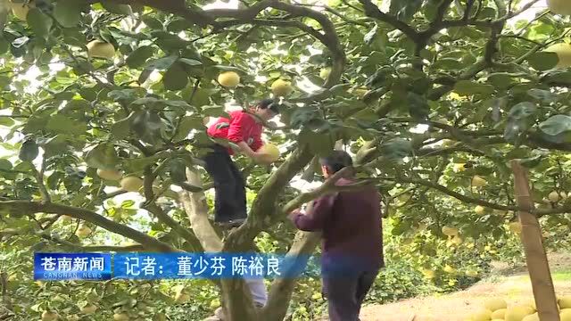 苍南四季柚入选国家这类保护名单!