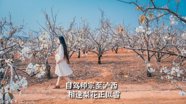 梨花又开放,自驾曲靖师宗县,寻春遇浪漫果园