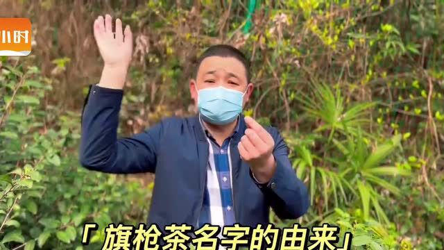 旗枪茶听过吗?杭州这片茶园“喝”的是农夫山泉