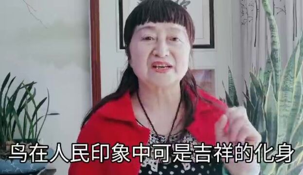 鸟屎洛车上担心不吉祥,听杜老师怎么说