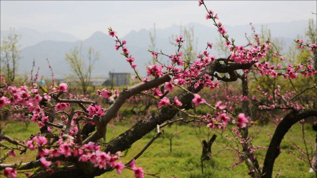 秦岭山脚下万亩桃园桃花盛开,春天里的山水画卷美得让人惊艳