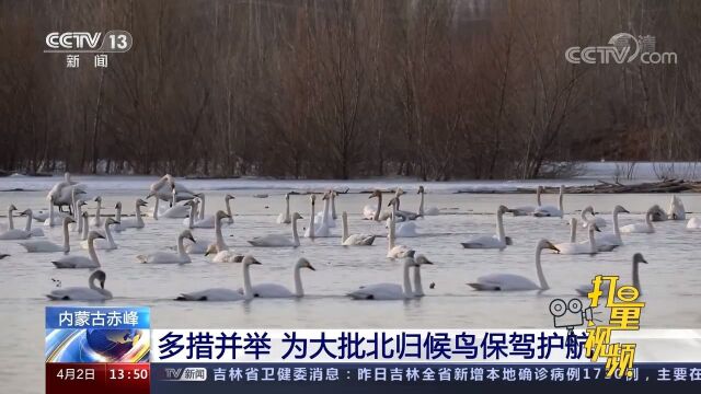 内蒙古赤峰:多措并举,为大批北归候鸟“保驾护航”