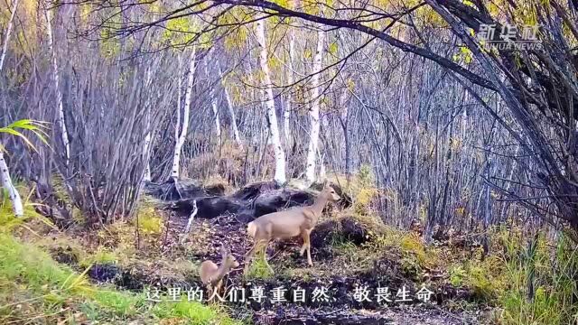 千城胜景|罕山国家级自然保护区:野生动物的美好家园