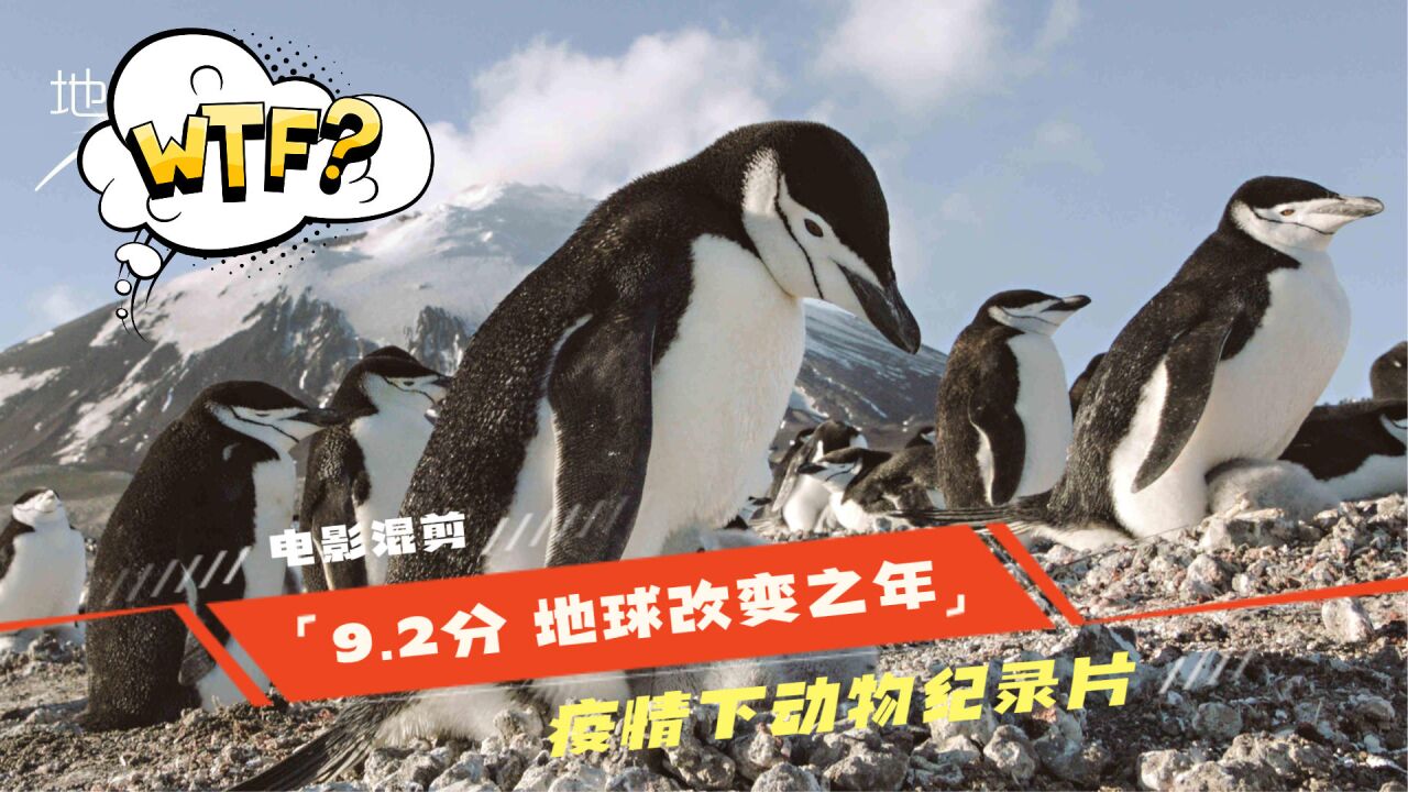 9.2分最新纪录片《地球改变之年》我们不在时,它们都很好