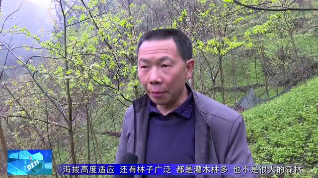 【奋力在生态文明建设上出新绩】接龙村:林药共生铺就生态富民路