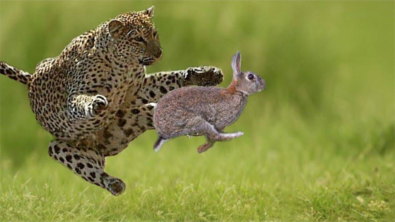 一只聪明的兔子可以逃离猎人美洲豹的追杀吗?