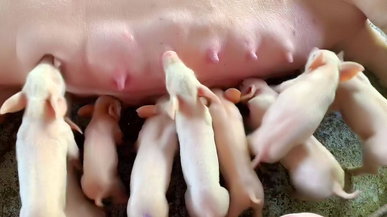 听说过卖牛奶,羊奶,为什么没人卖猪奶呢?会不会是这4个原因呢