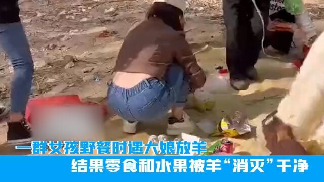 山东一群女孩野餐时遇大娘放羊,结果零食和水果被羊“消灭”干净