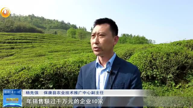 久负盛名,香飘四海!“2021年湖北省茶叶主产区”名单公布,保康榜上有名……