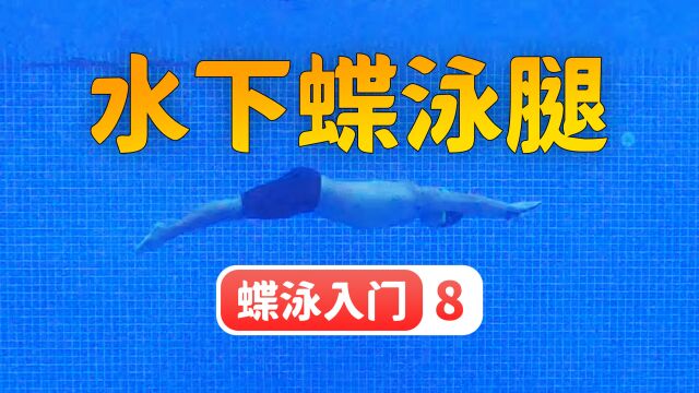 【蝶泳入门】8.水下蝶泳腿(出发和转身的必备技能)