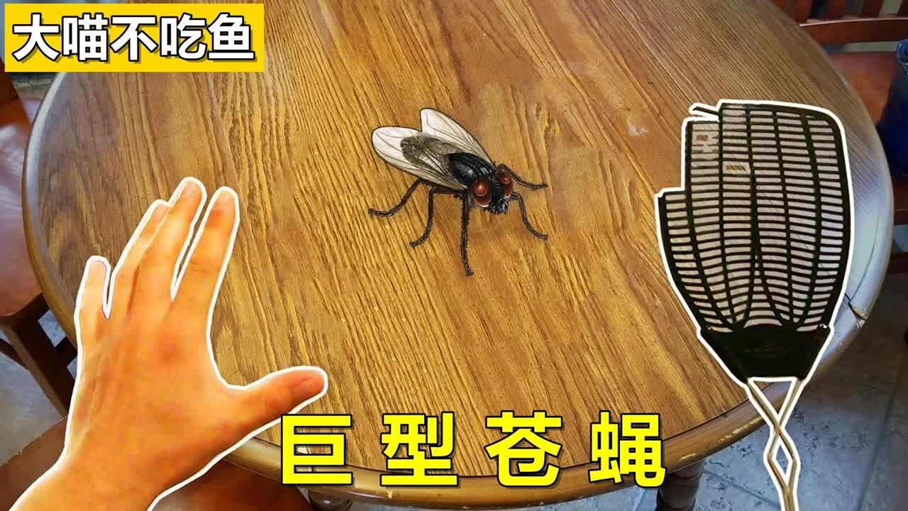 һֻͲӬôӽǴβ׽,Ц