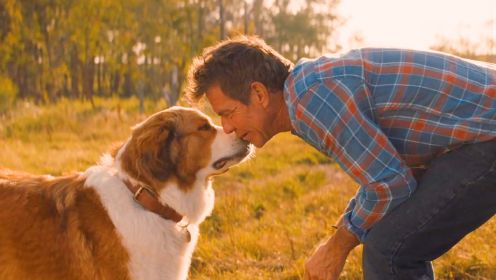 一只贝利的狗狗和主人伊森完成未完成的使命，一部温馨感动的影片 