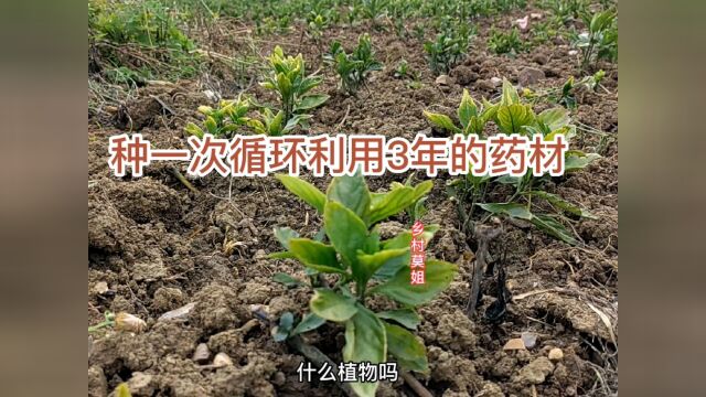 贵州贞丰县少数民族种植这个原料,种一次管3年时间,大家认识吗#中草药材 #蓝靛 #中药材种植