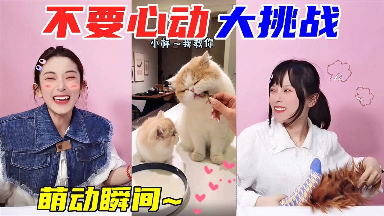 萌宠版不心动挑战！小猫咪和狗狗的蠢萌瞬间，这么可爱你能忍住吗_高清