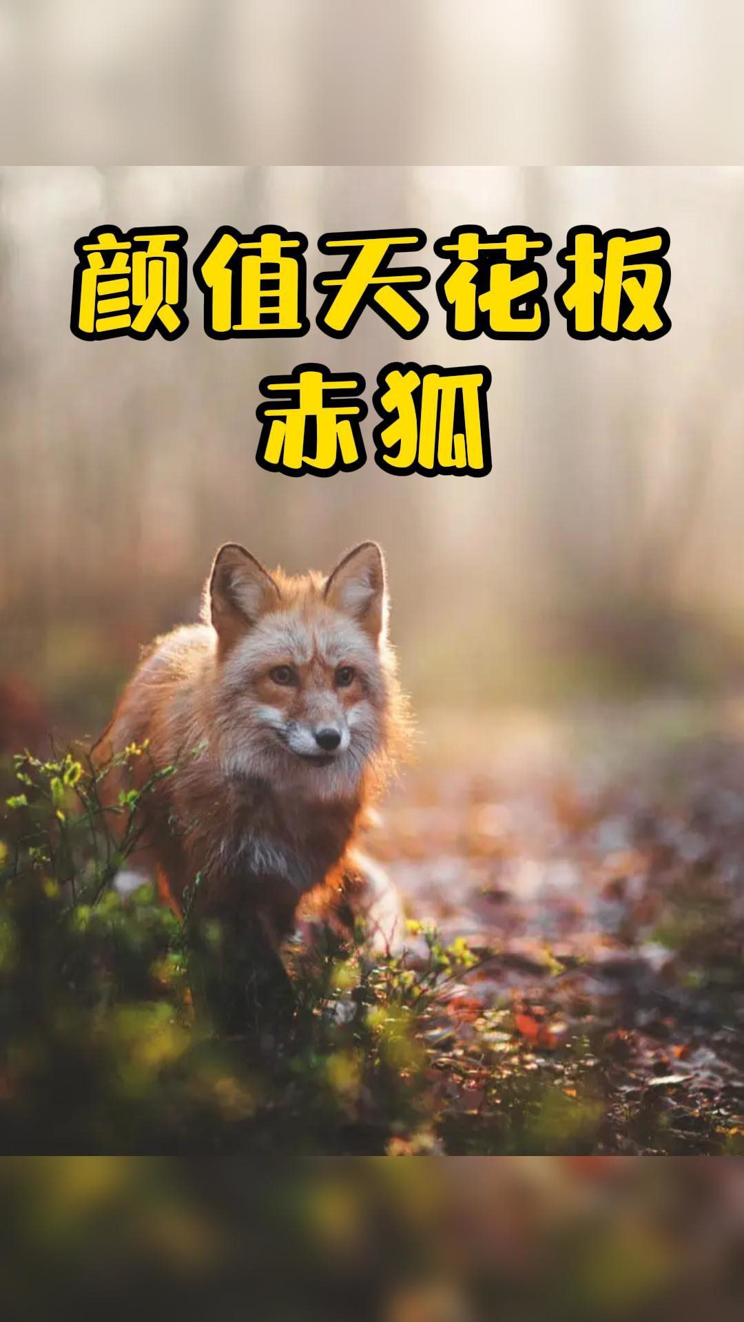 ֵ컨ĳ,Ц,!