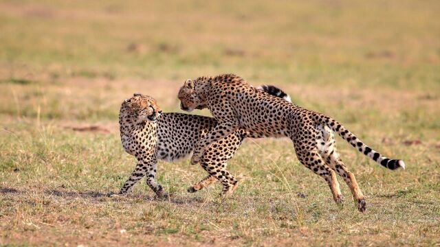 1·猎豹的追捕日常,妈妈真的很勇敢