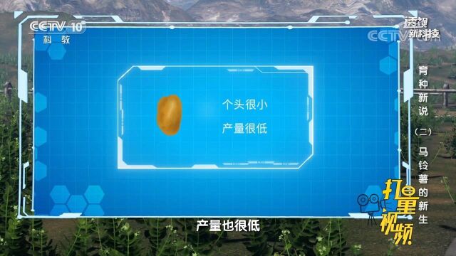 野生的马铃薯既可以用种子繁殖也可以用茎块繁殖