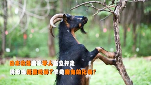 日本农场黑羊学人直立行走，诱母鸡进屋吃掉羊是魔鬼的化身？