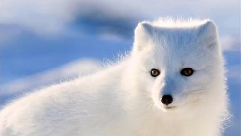 野生动物零距离：带你走进冰岛，了解风暴之子北极狐