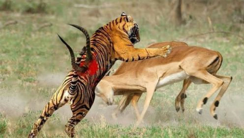 动物大战，老虎VS鹿，老虎伏击鹿！