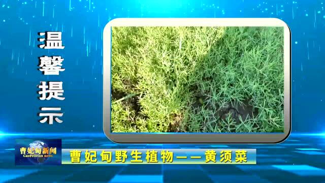 温馨提示:曹妃甸野生植物——黄须菜