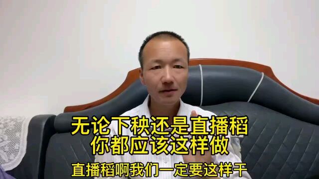 直播稻这样做苗才会好