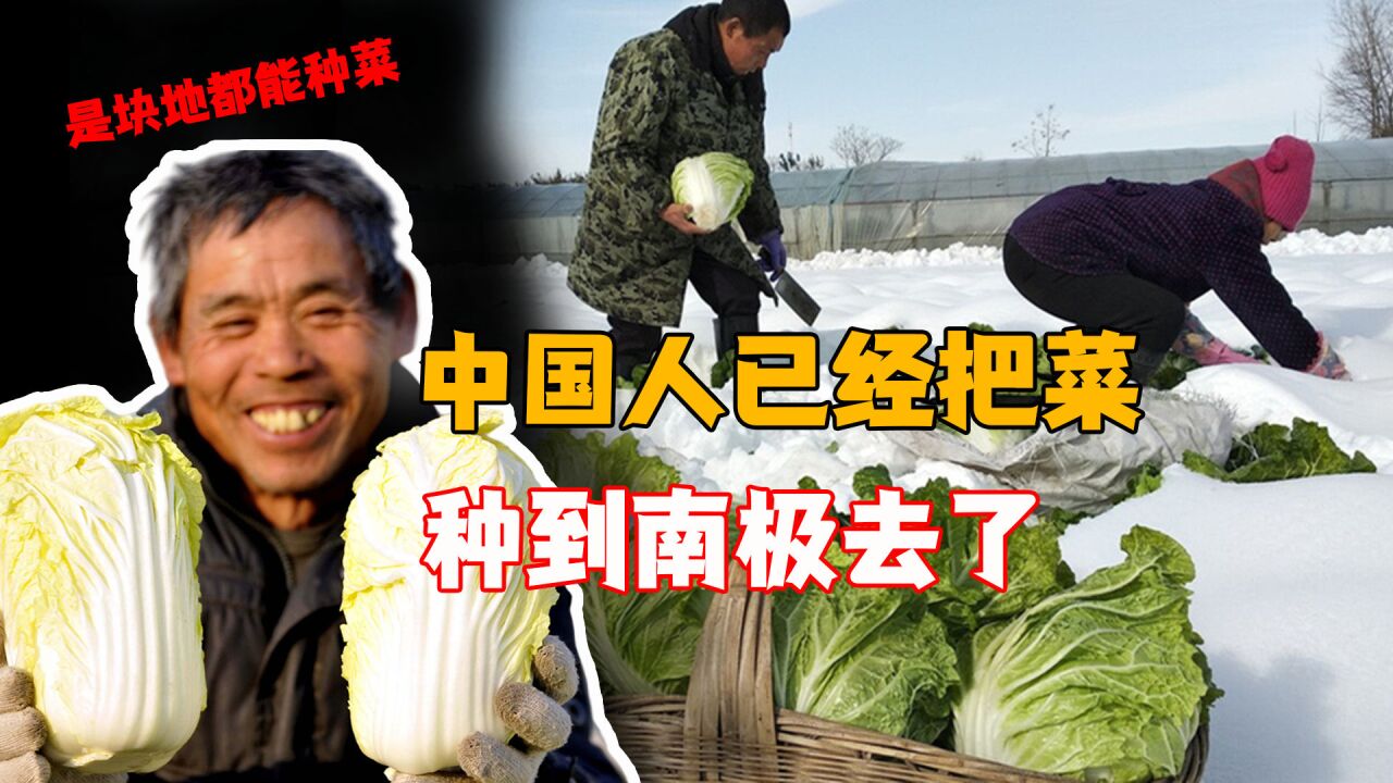 中国医生南极种菜,俄罗斯人馋得来蹭饭