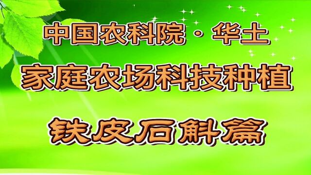 华土种植 铁皮石斛篇