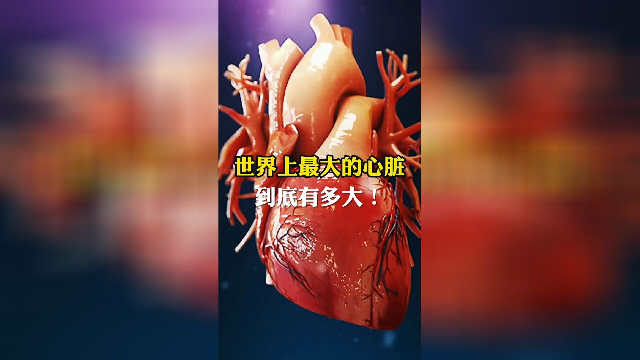 世界上最大的心脏
