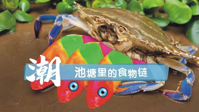 池塘里的食物链 一物降一物 创意定格动画