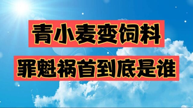 到底是谁在高价收购青小麦?每亩1500元,口粮变成饲料