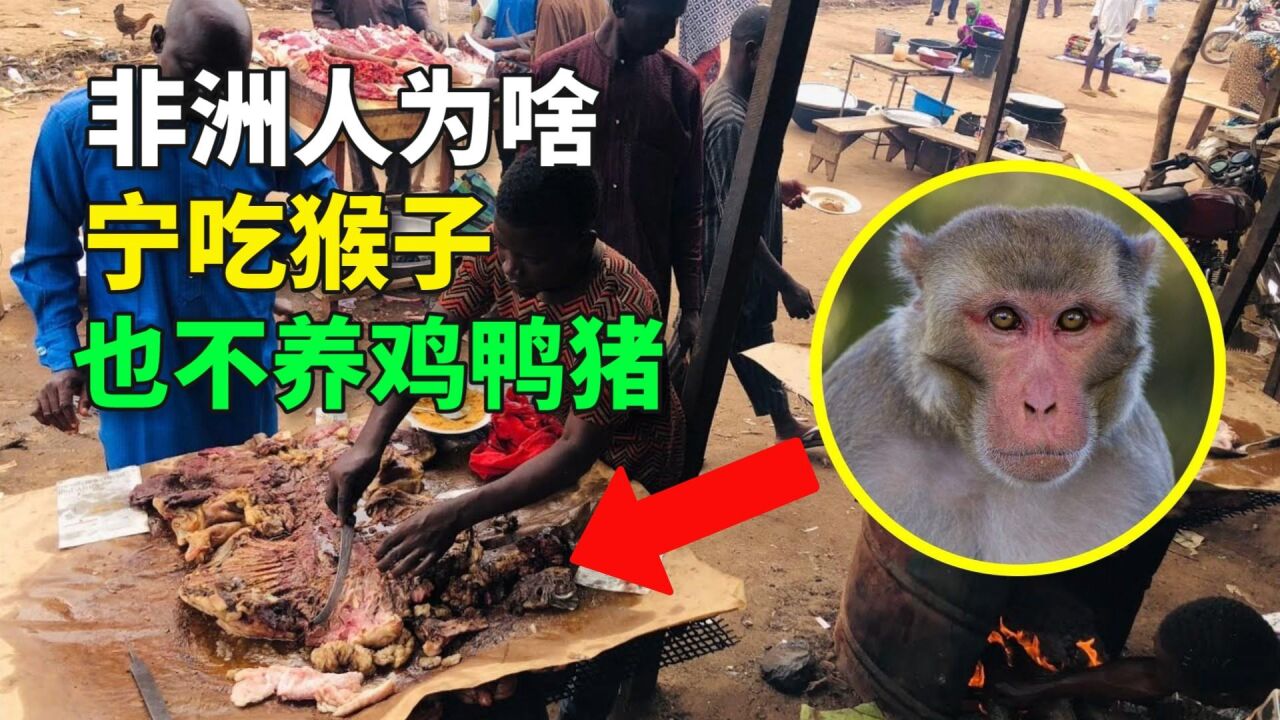 非洲人以猴為食,印度人奉猴為神,同是猴子為何差別如此巨大?