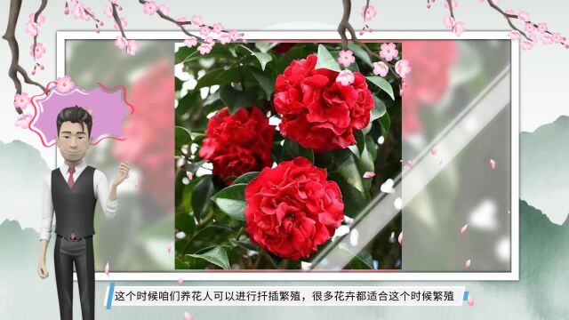 5种“漂亮花”,开春后扦插,一盆变多盆,轻轻松松搞繁殖