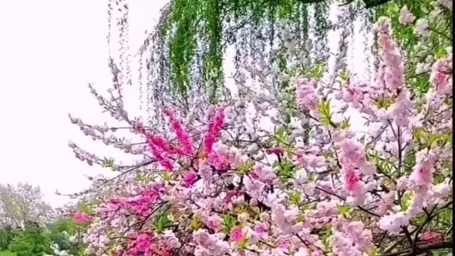 唯美桃花风景 045