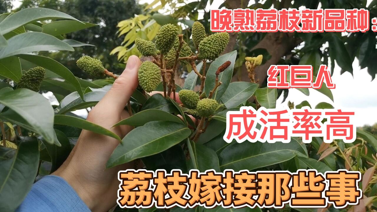 晚熟荔枝新品种"红巨人"嫁接成活率高,嫁接14个月后已经挂果了,拇指