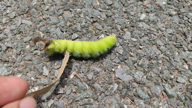 有人说这虫子91有点像花千骨电视剧里的糖宝