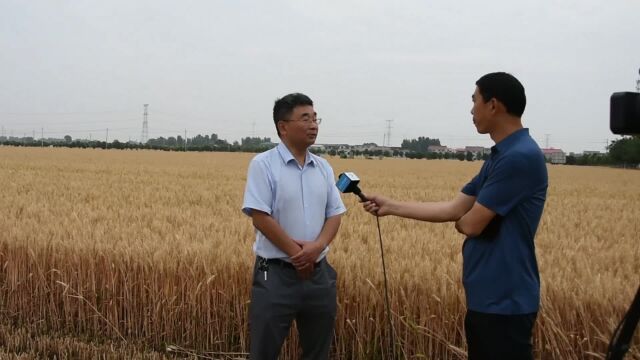 河南省农科院小麦研究所所长雷振生教授谈小麦育种应对极端天气