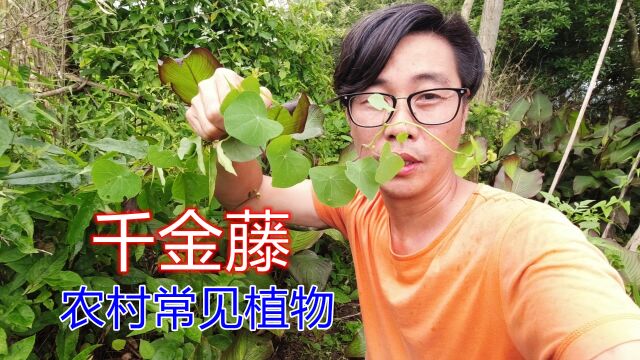 全网都在找的“千金藤素”能抑制新冠,农村路边随处可见的植物