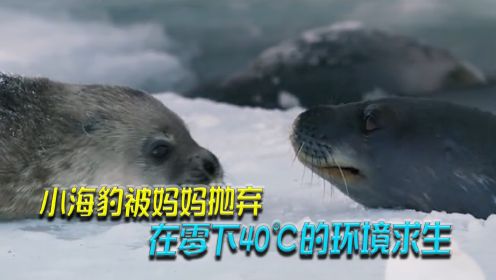 我们的星球：小海豹被妈妈遗弃，在零下40℃的环境求生