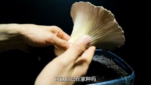 蘑菇_高清1080P在线观看平台_腾讯视频