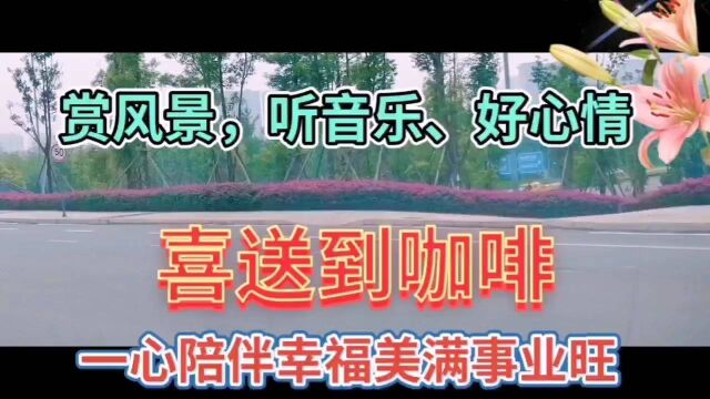 路边绿化风景随拍,欣赏美丽的三角梅花和绿色草坪,心情舒畅!