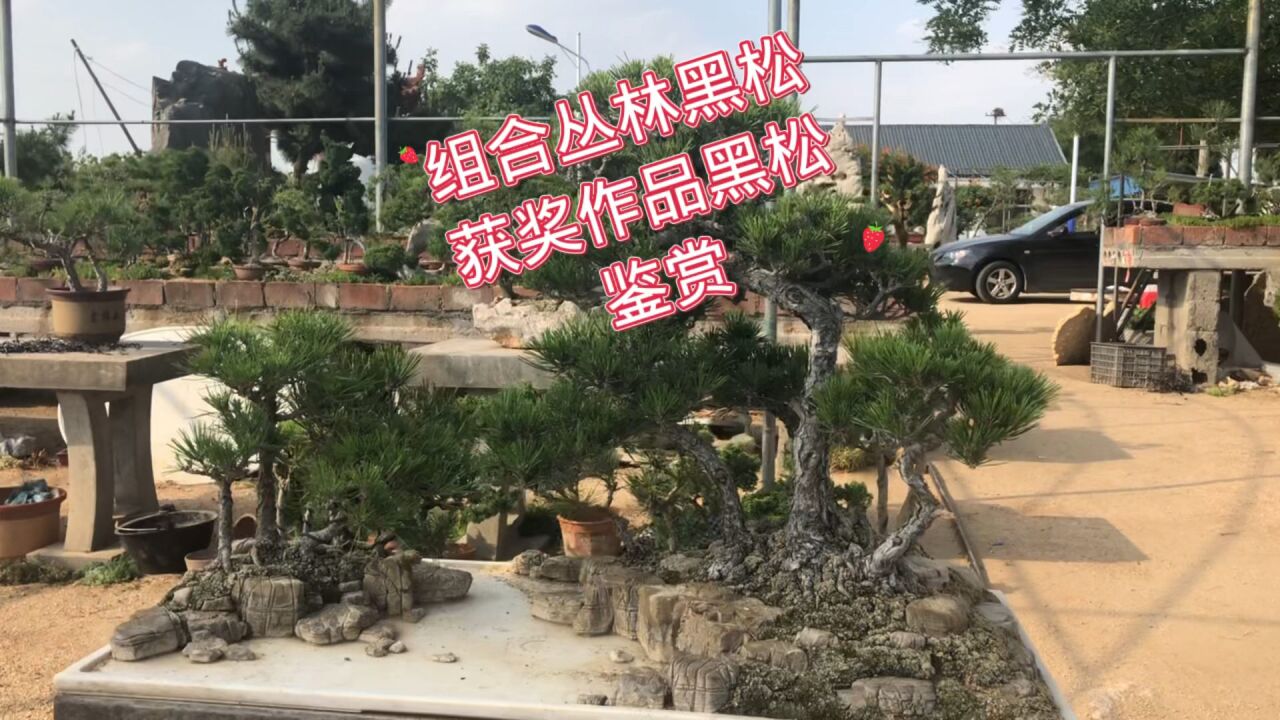 组合丛林黑松意境足,获奖黑松精致足,足不足大家说了算