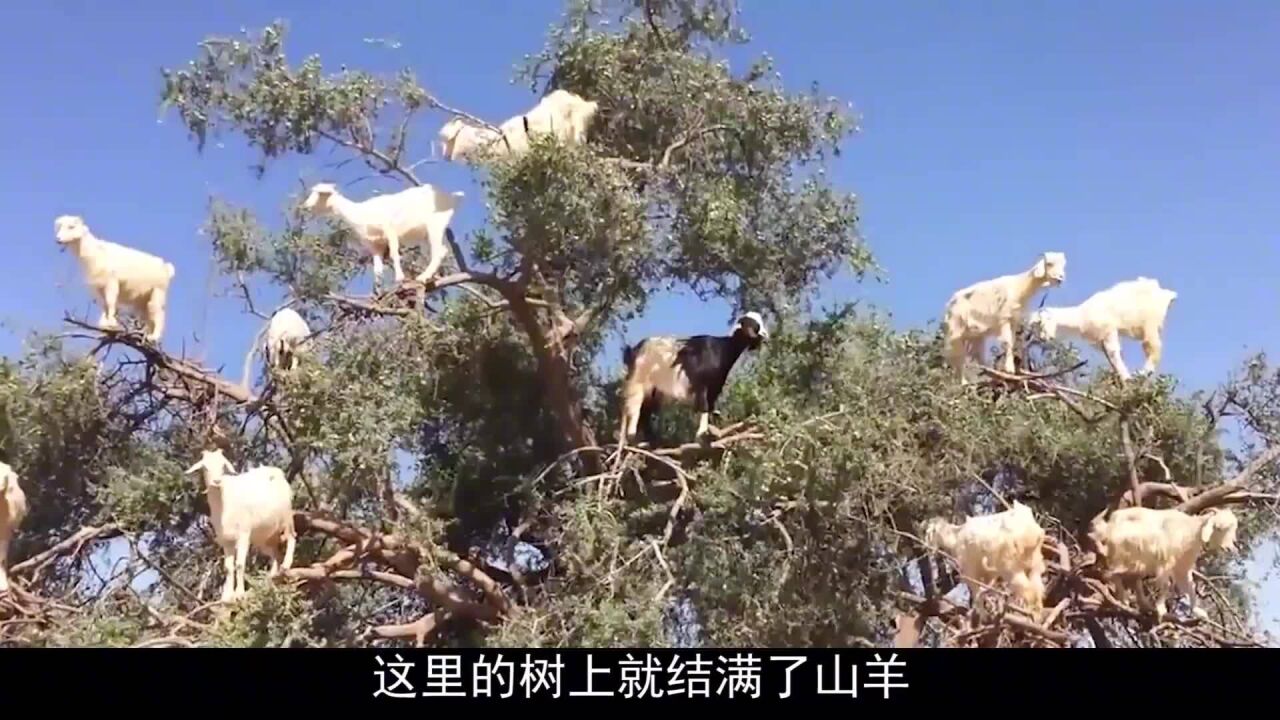 盘点山羊的奇趣行为,全部都爬到树上,看起来像树上结满了山羊