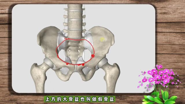 3D人体解剖课骨盆上集 (主页查看更多)