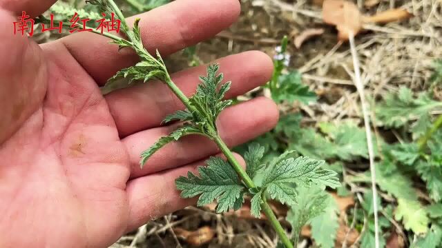 长相酷似马鞭的植物“马鞭草”,一种了不起的中草药!