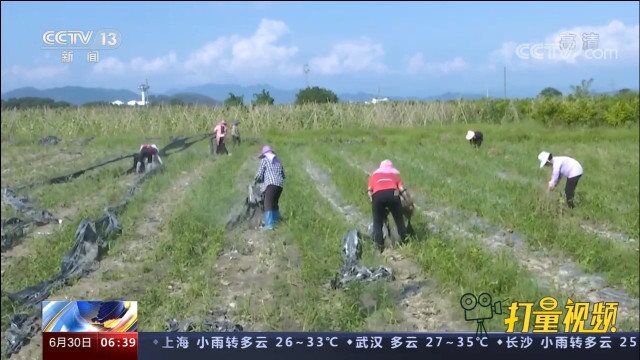 强降雨影响广东蔬菜种植,种植户抓紧抢种补种